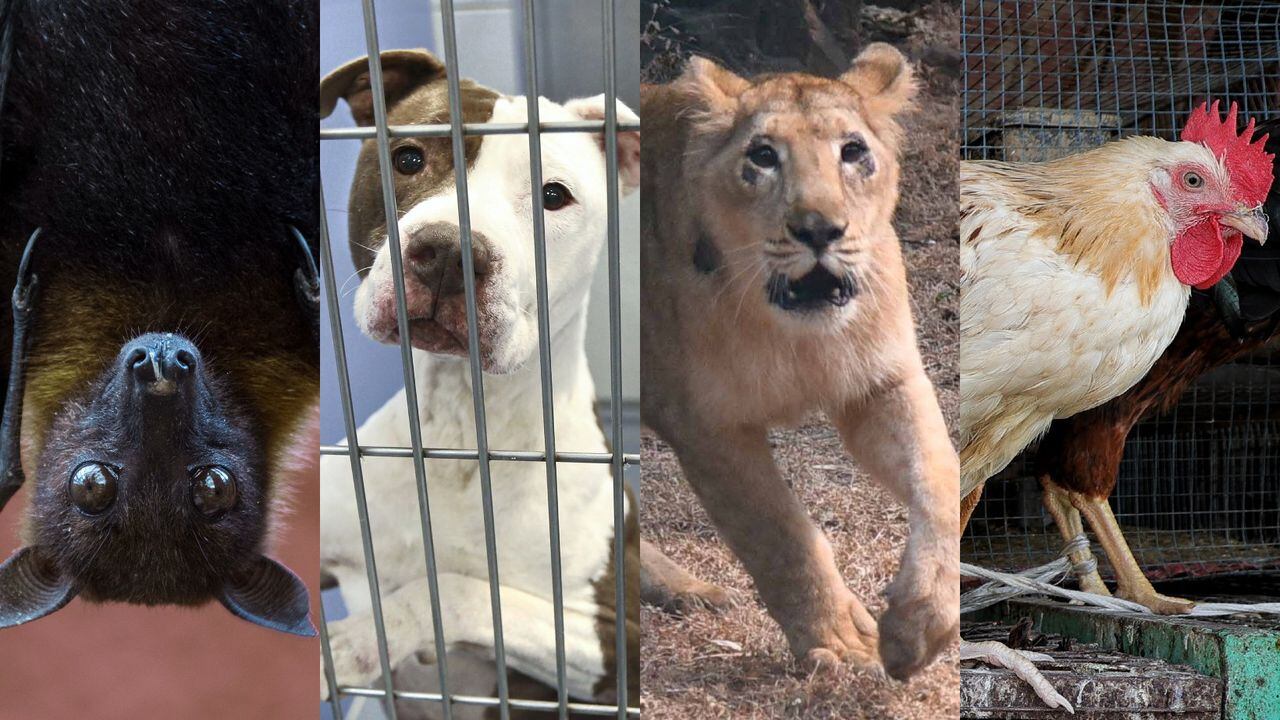 Los impactantes casos de personas que han muerto por ataques de animales; desde perros hasta murciélagos