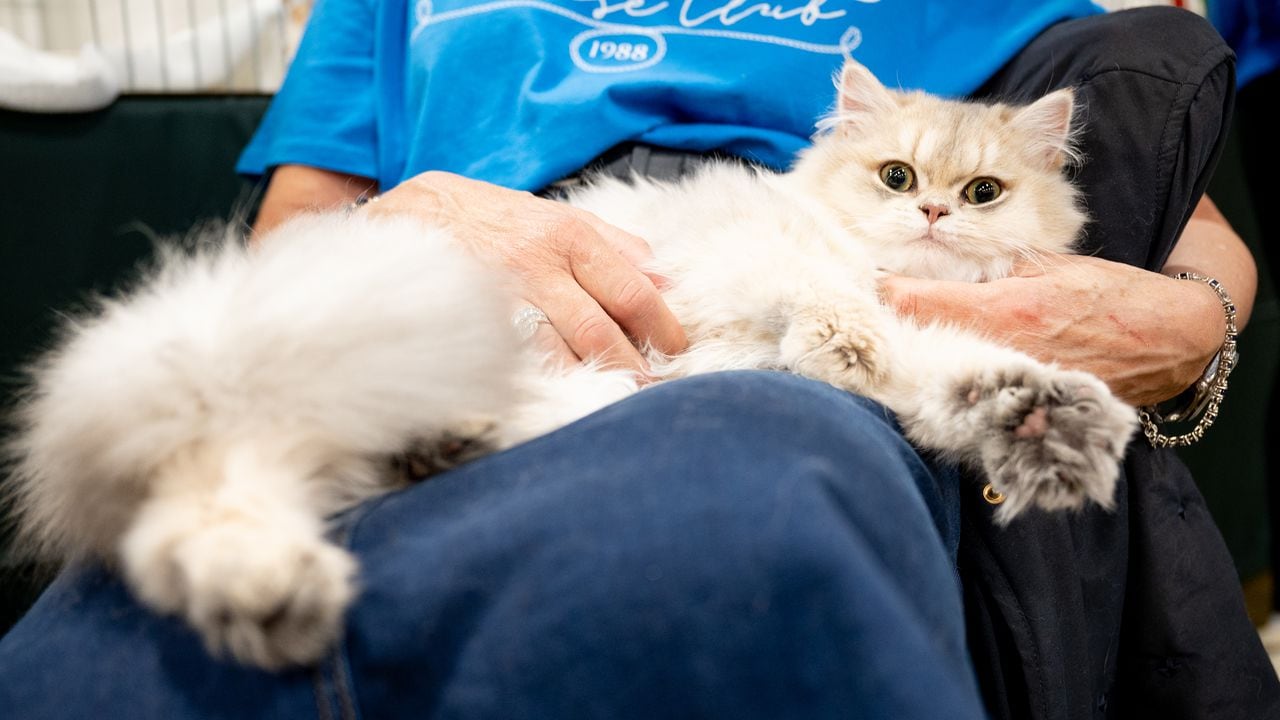 Los empleadores piden que los cuidadores amen a los animales y estén dispuestos a darles mucho amor