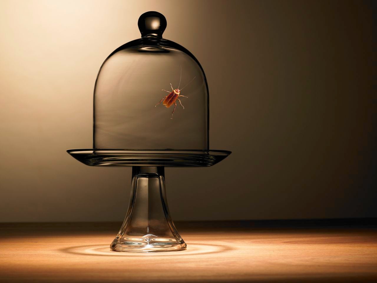 En un recipiente de vidrio aguarda una cucaracha.