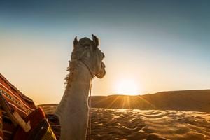 El camello habría sido rescatado, previamente estuvo en Colorado, EE.UU. (imagen de referencia).