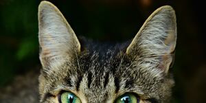A pesar de estar dormido, los gatos mantienen su sentido del oído activo en todo momento.