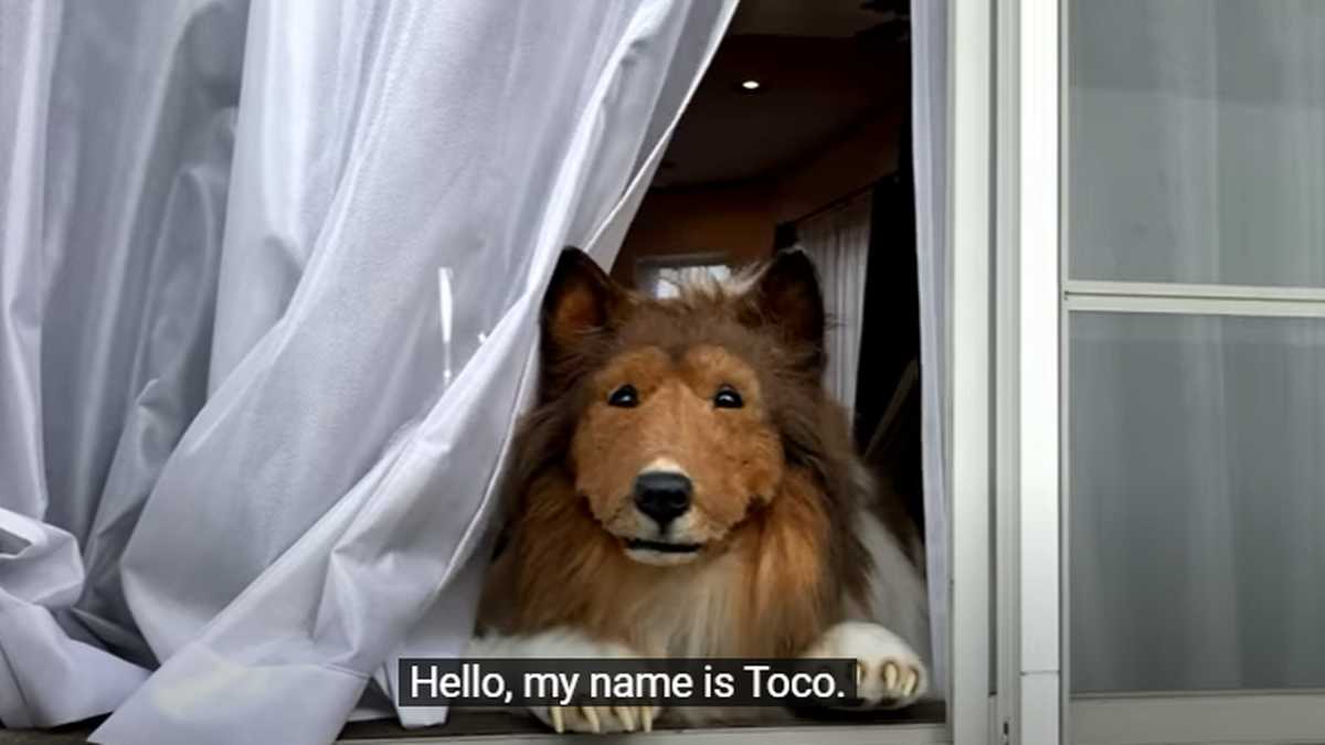 Toko, el japonés que quiso convertirse en perro