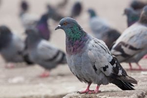 Palomas atacan atranseuntes en las calles de Bogotá