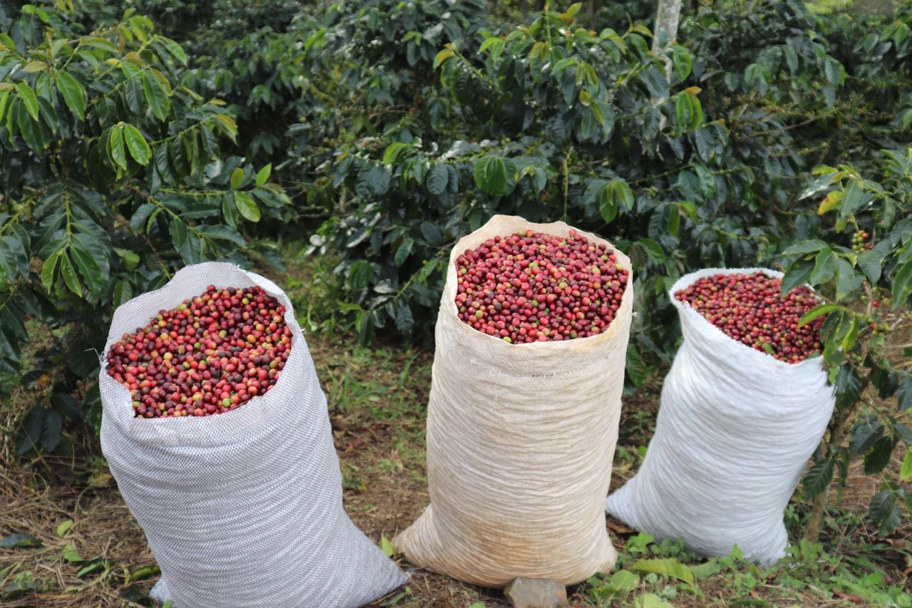 Colombia es uno de los principales exportadores de café del mundo, por detrás de Brasil y Vietnam.