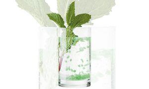 Shot mojito molecular