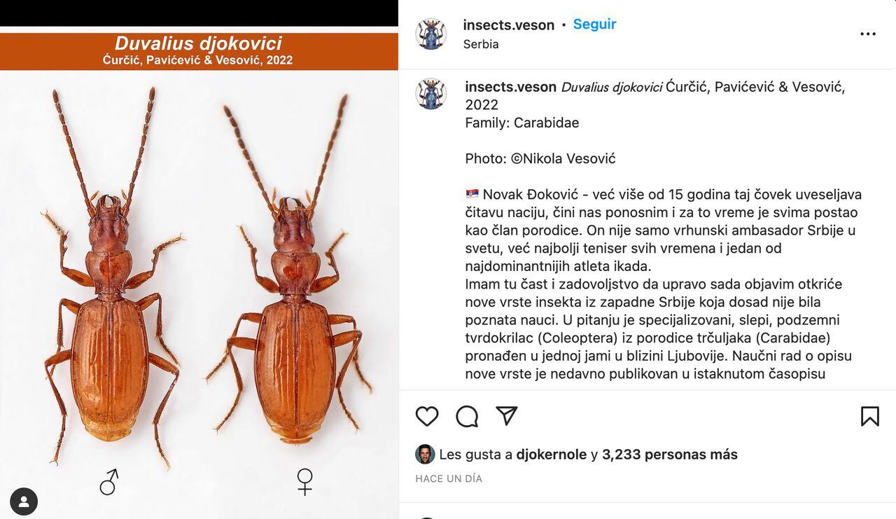 Insecto bautizado con el nombre del tenista serbio Novak Djokovic.