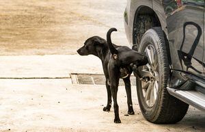 black dog pee on the wheel