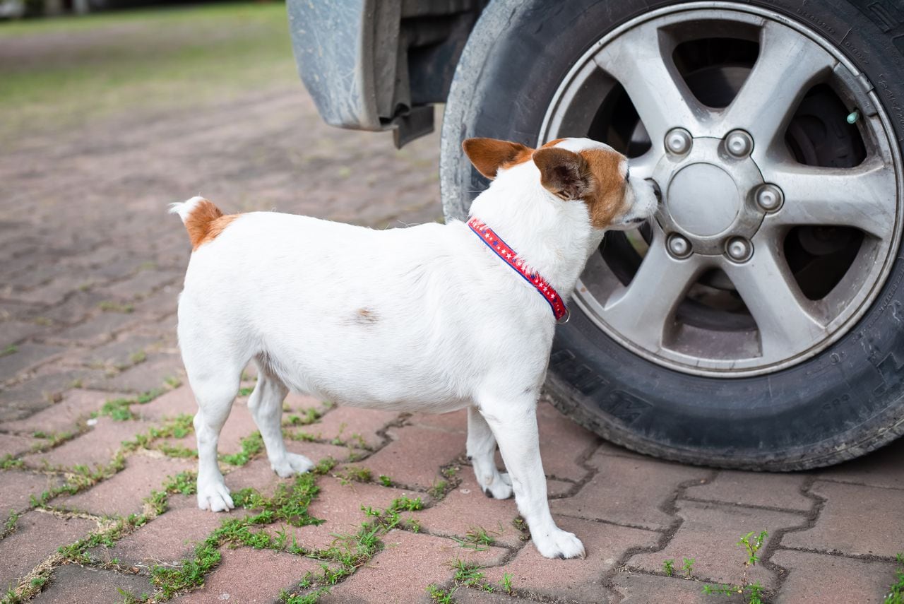 Así puede evitar que los perros orinen las llantas de su carro