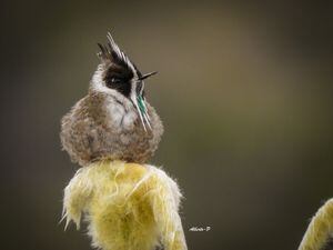 Barbudito paramuno especie de ave de la familia Trochilidae identificada en Norte de Santander