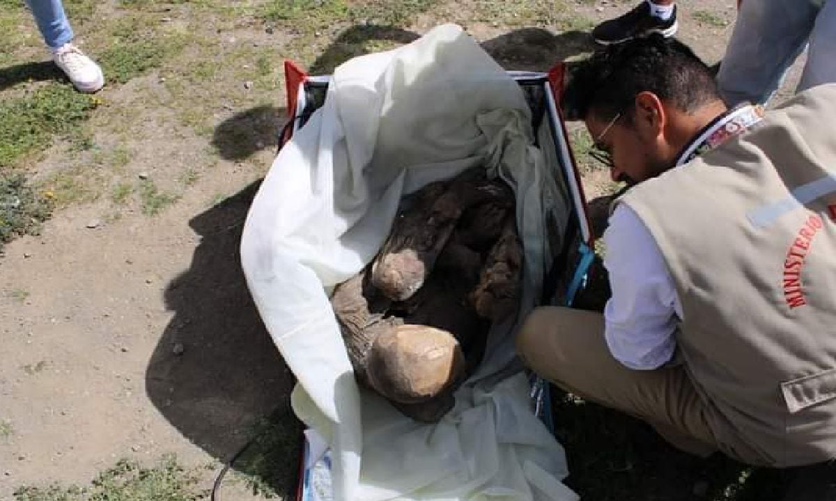 Autoridades de Perú hallaron momia de 800 años en el interior de maleta de domiciliario en Perú.