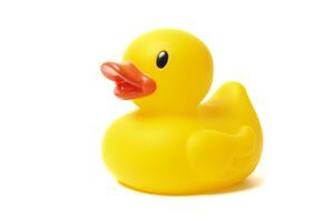 Yellow rubber duck isolated on white background