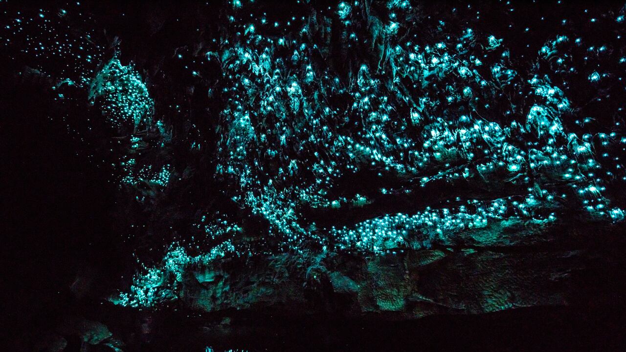 Ver las cuevas iluminadas de Waitomo