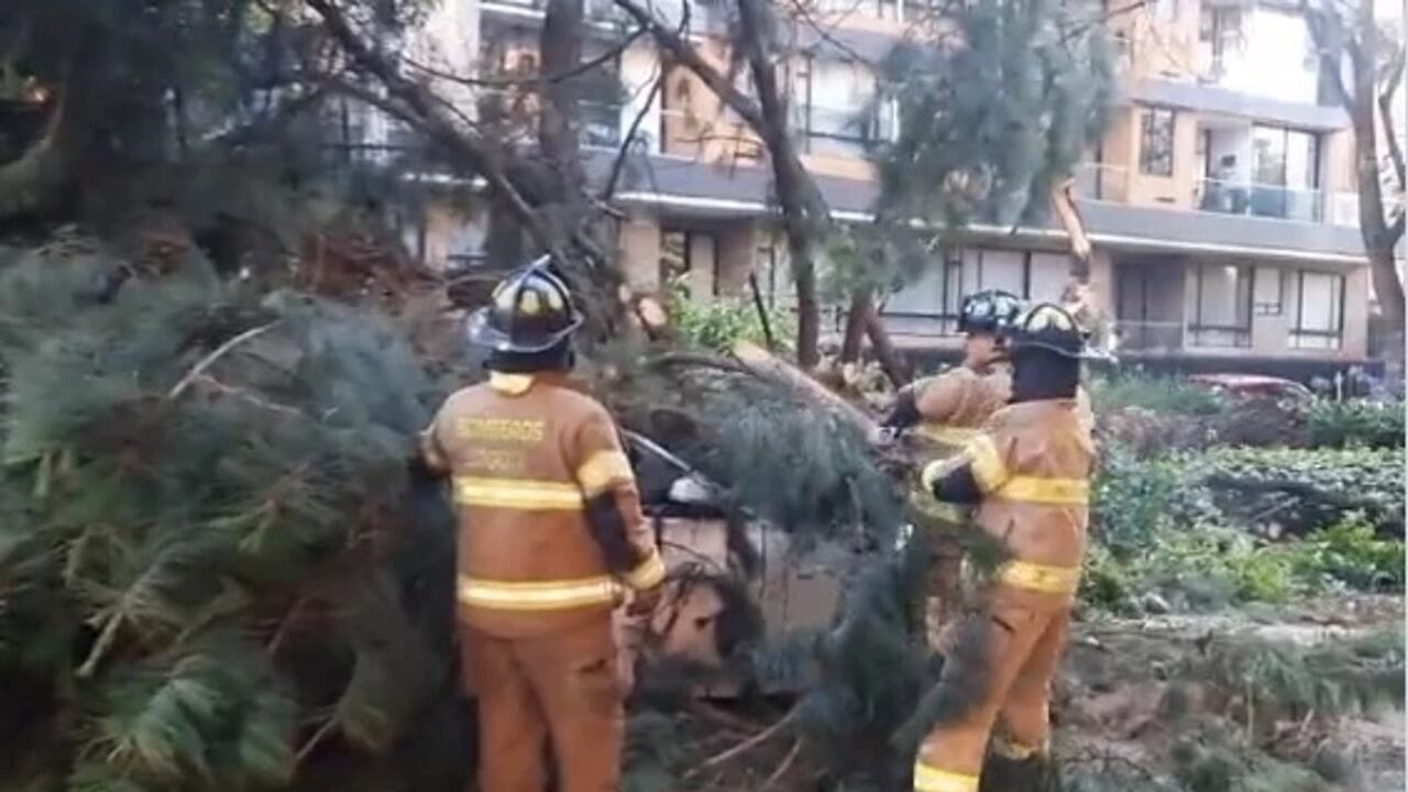 Delicado accidente en Bogotá: árbol cayó sobre carro con personas adentro, ¿qué se sabe de los heridos?