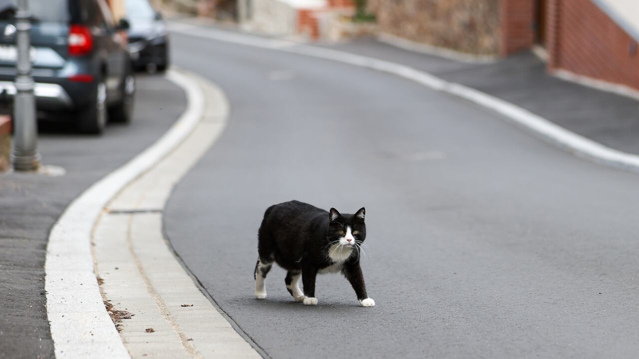 Video, mujer muere atropellada por salvar la vida de un gato