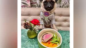 El restaurante Dogue ofrece menús de degustación para perros, desde 75 dólares.