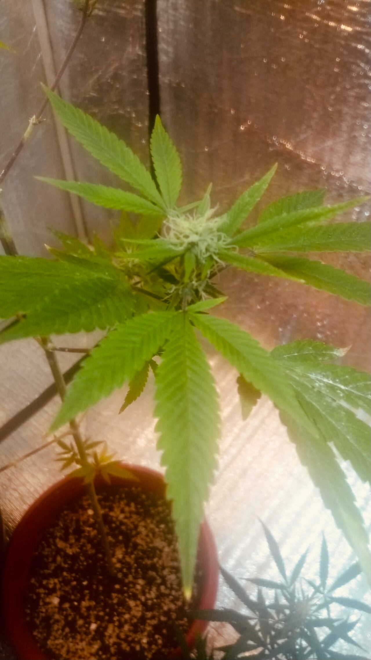 El 20% de los bogotanos consumidores de cannabis cultivan la mata en casa.