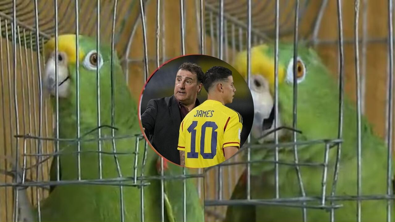 Loro hincha de la Selección Colombia
Jairo Kassiani/ semana