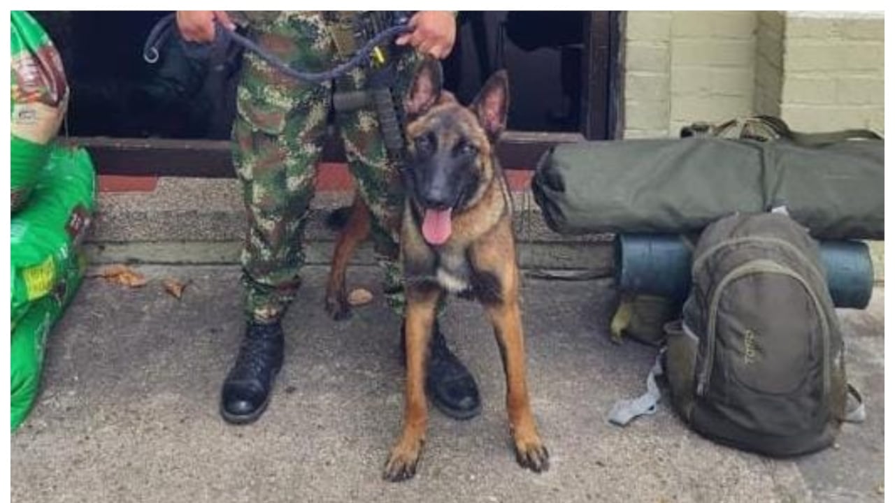 Wilson, el perro Belga Malinois que ayudó al rescate de los niños