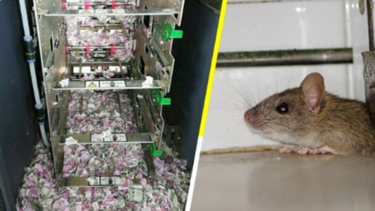 rata se comió dinero en cajero