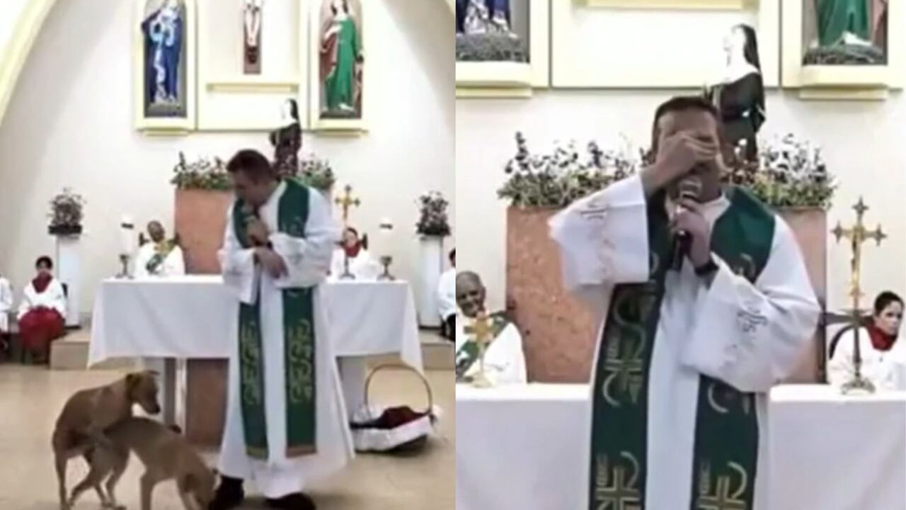 “Cosa fea, vayan al bosque”, la reacción de un cura al ver a dos perritos apareándose en pleno altar