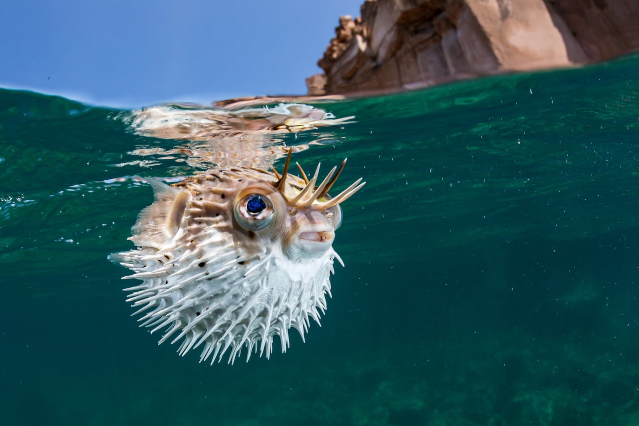 This Long-spine porcupinefish (Diodon holocanthus) has puffed itself up to avoid a predator. Ethics dictate that one should never harass marinelife. I found this fish already floating on the surface puffed up and shot several frames before swimming away.