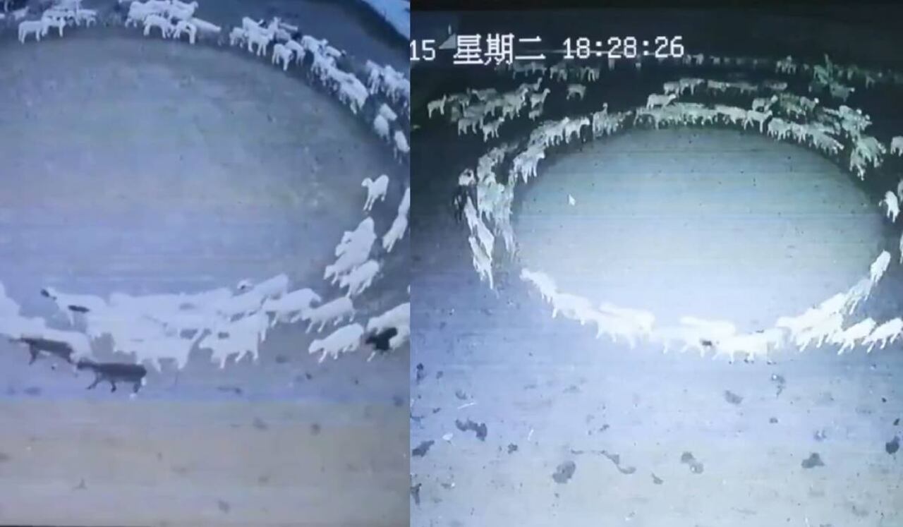 En el video de vigilancia se puede ver el extraño comportamiento de las ovejas marchando en el sentido de las manecillas del reloj en un círculo casi perfecto
