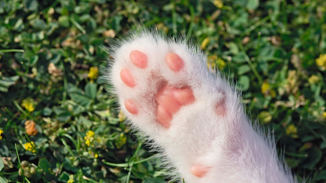patas de gato