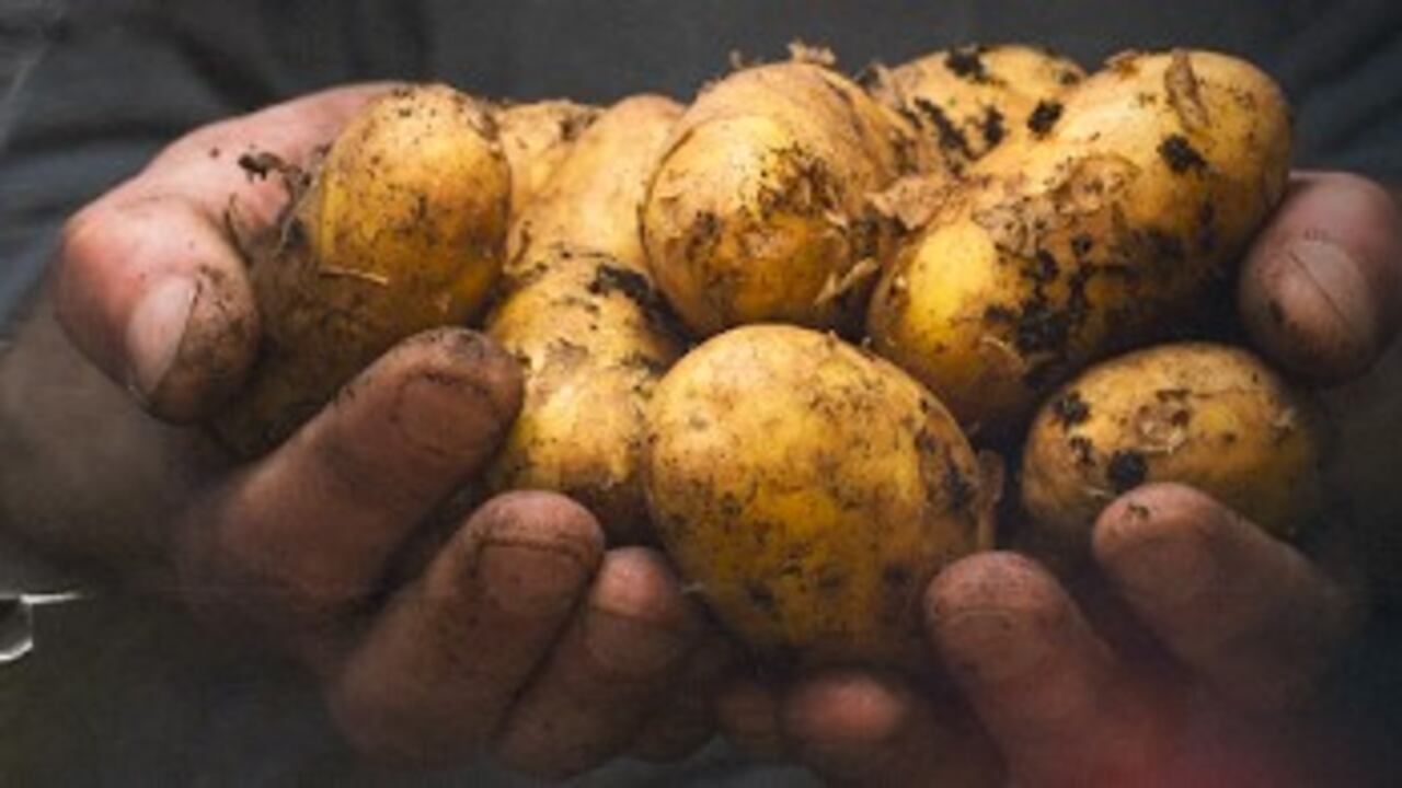 Papa y nutriciones