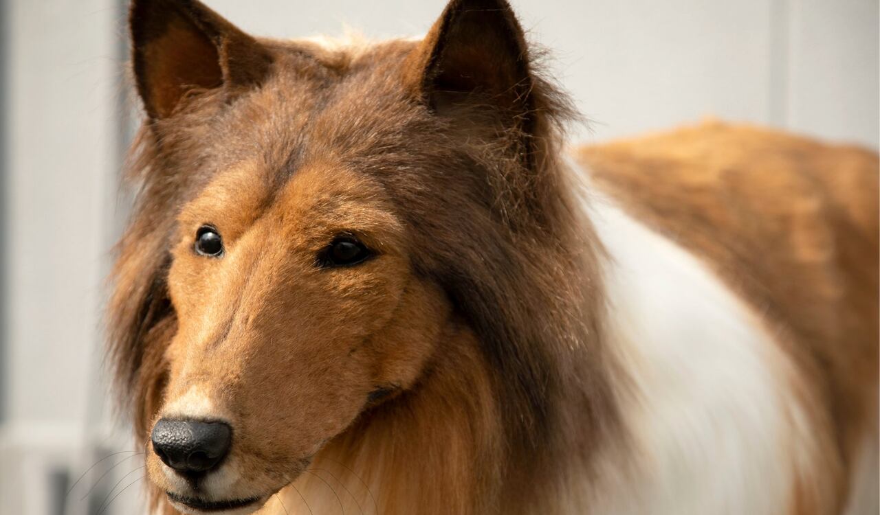 Foto: Twitter @zeppetJP