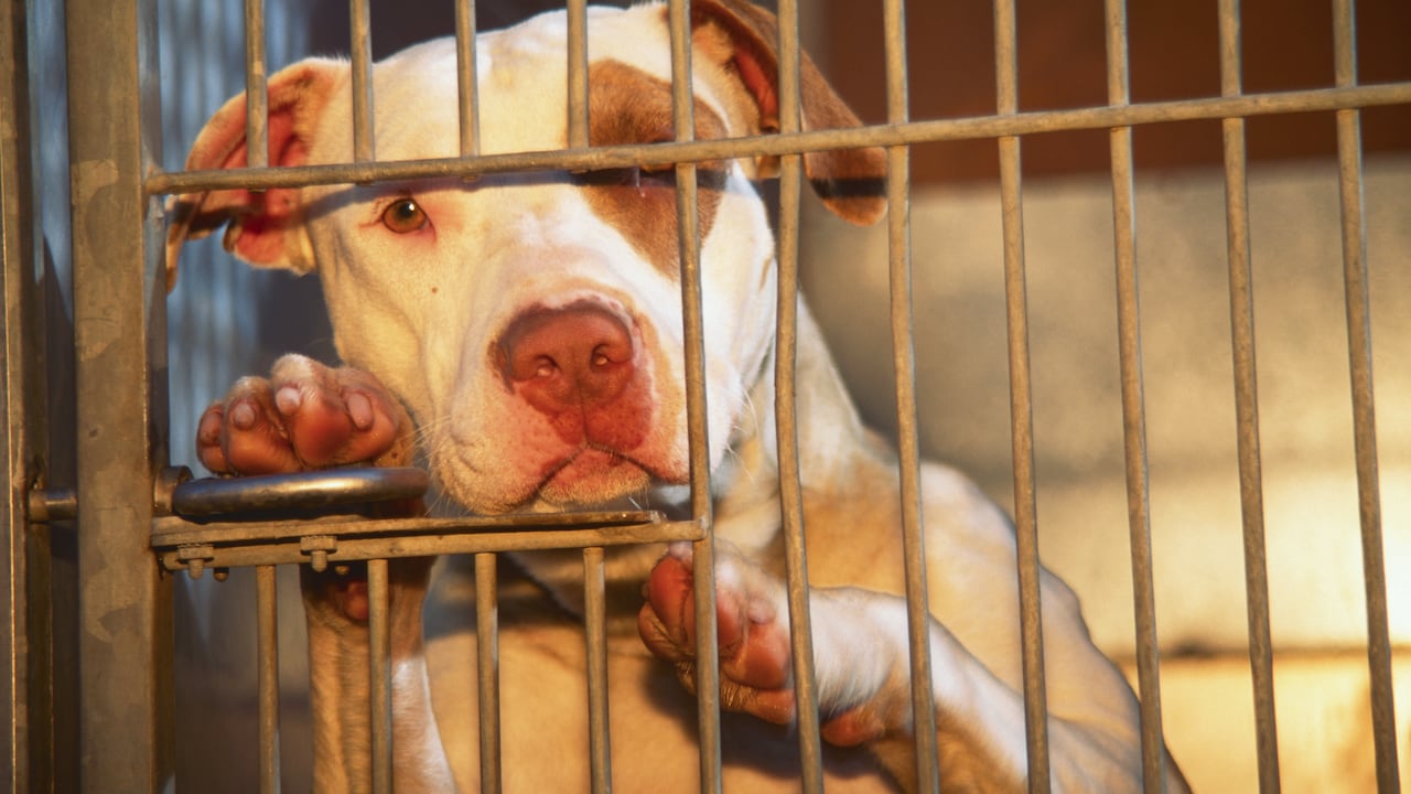 Conozca al pitbull que le arrancó parte del brazo a ladrón que entró a robar a la casa de sus amos