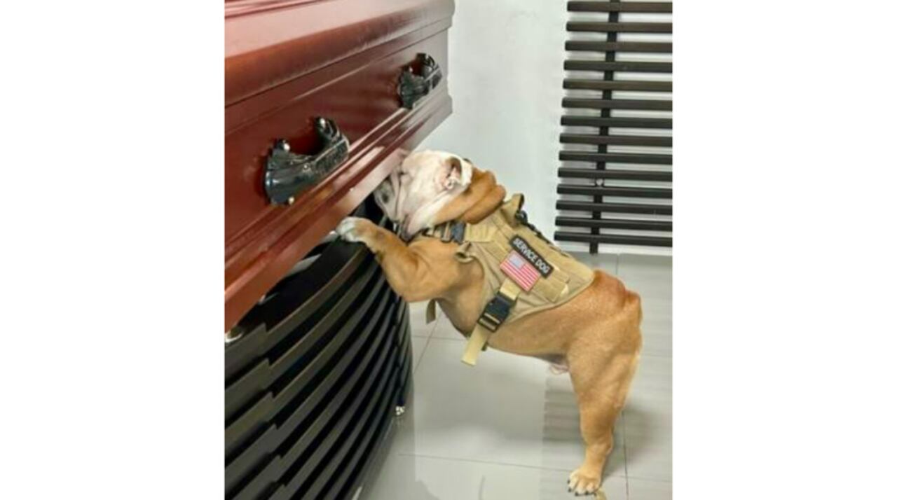 Conmovedora despedida de Bulldog en Barranquilla.