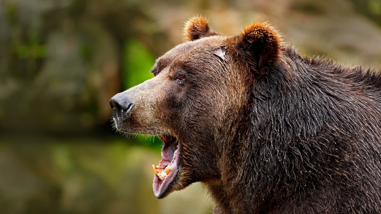 Oso salvaje ataca a joven