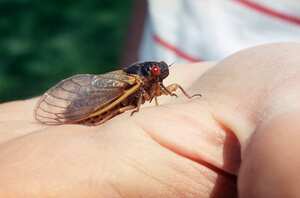Una cigarra aparece en Elmhurst, Il. Enjambres de insectos de ojos rojos que resurgen después de 17 años bajo tierra ofrecen una oportunidad para que los cocineros caseros cambien las tornas: convertir las cigarras en bocadillos. Llenas de proteínas, sin gluten, bajas en grasas y bajas en carbohidratos, las cigarras fueron utilizadas como fuente de alimento por los nativos americanos y todavía son consumidas por humanos en muchos países Foto: AP / Charles Bennett.