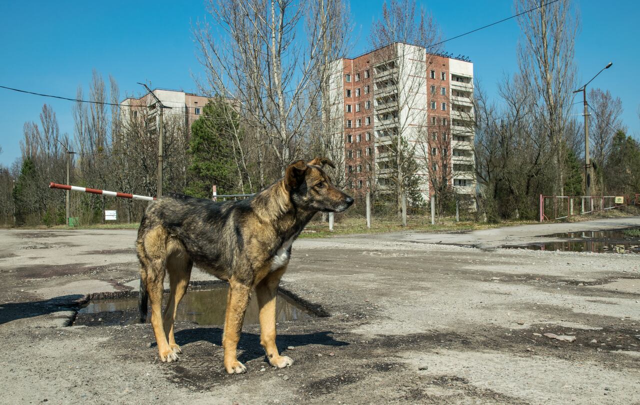 Chernobyl Exclusion Zone, Ukraine. Abandoned houses of the ghost town of Pripyat.