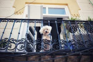 perro en el balcón