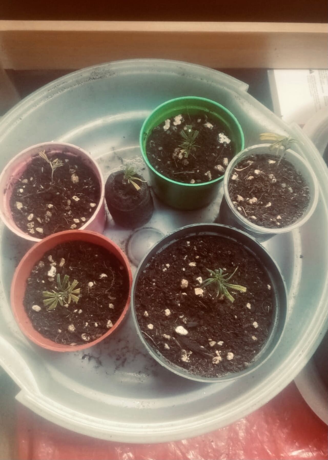 El 20% de los bogotanos consumidores de cannabis cultivan la mata en casa.