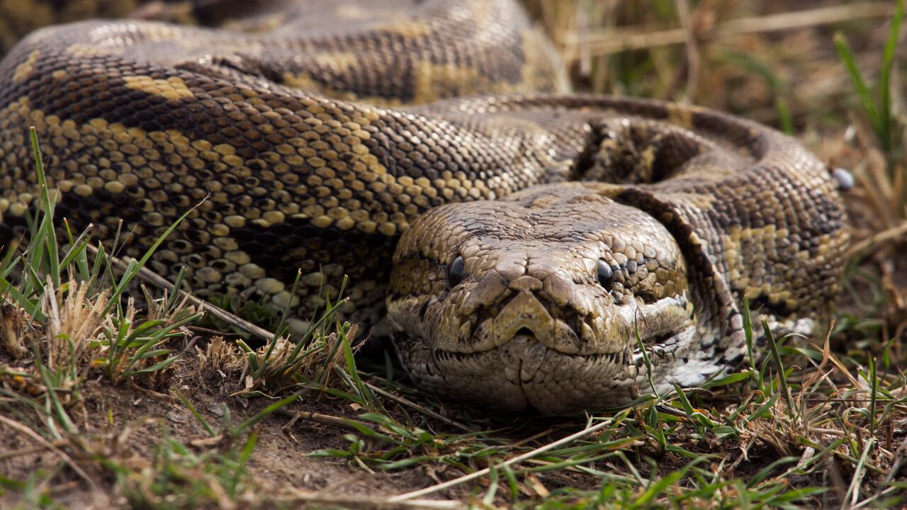 Granjero graba una serpiente tras comerse una vaca entera