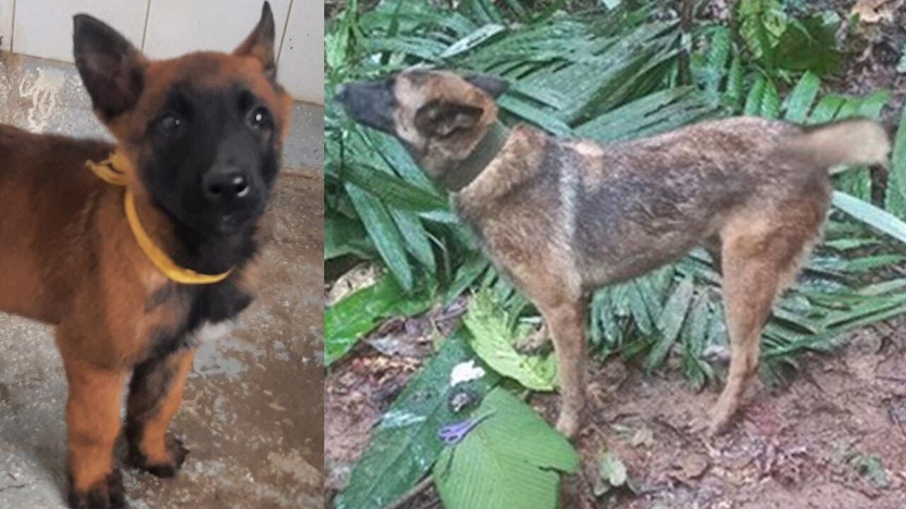 La tierna foto de 'Wilson' que conmueve a Colombia.