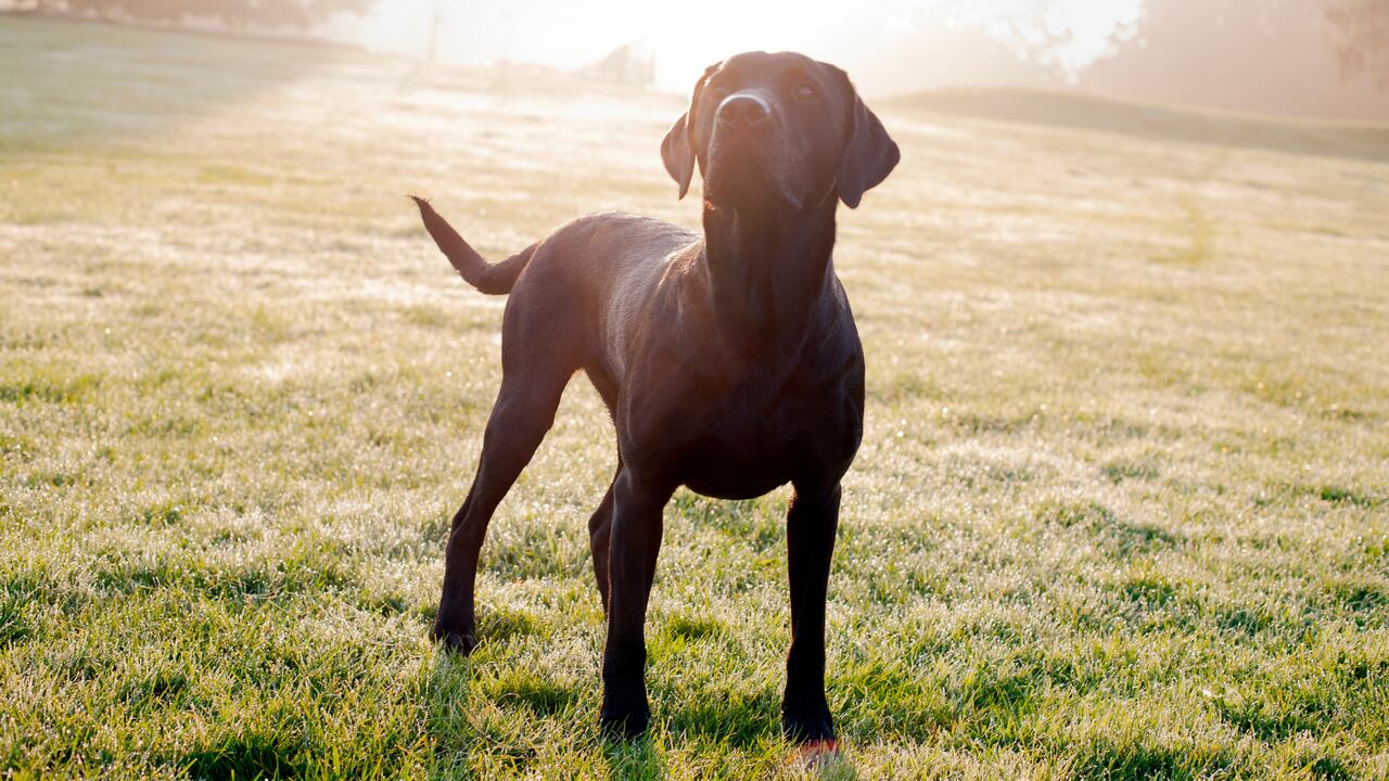 Perrito evitó que asesinaran a su dueña, pero fue apuñalado