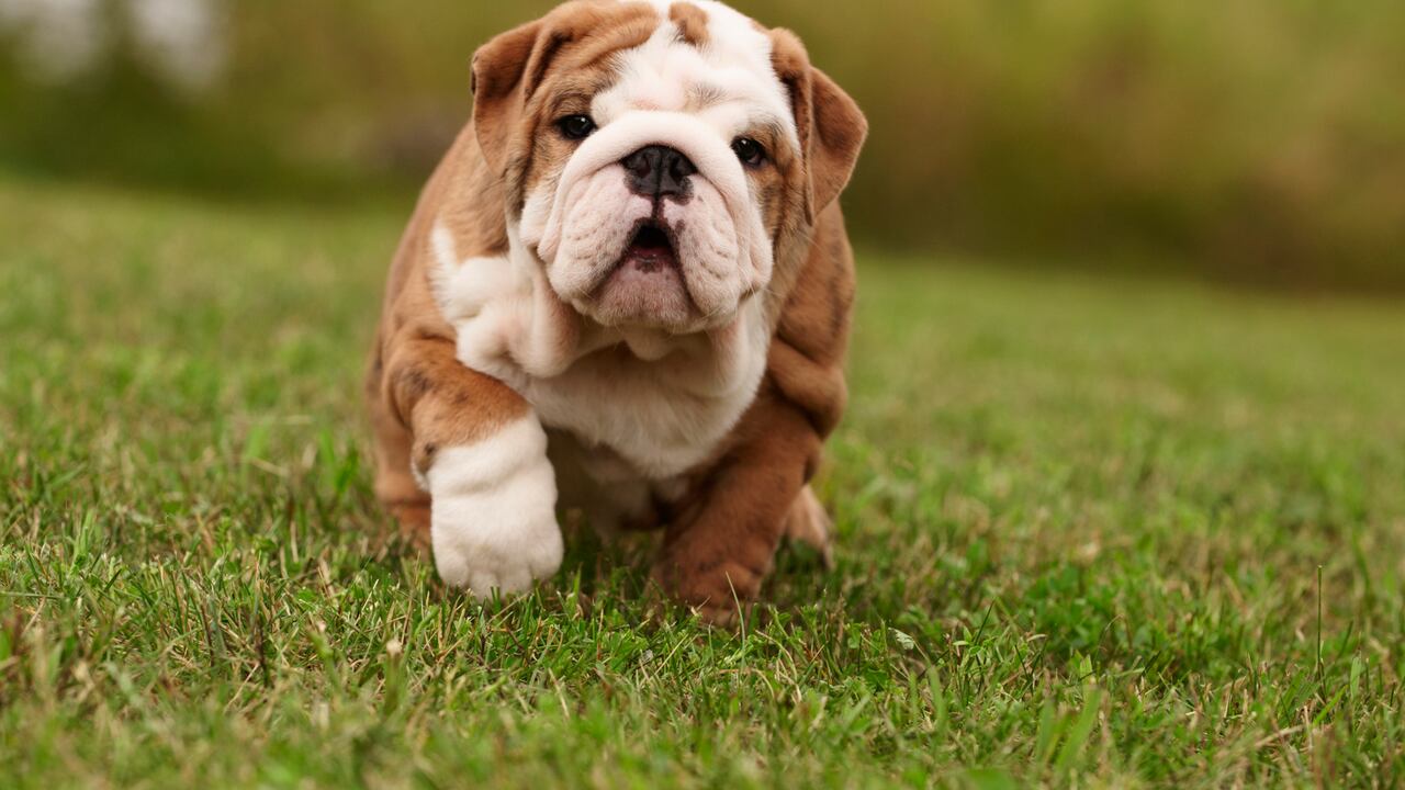 El Bulldog Inglés es uno de los perros más costosos del mundo.