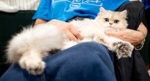 Los empleadores piden que los cuidadores amen a los animales y estén dispuestos a darles mucho amor