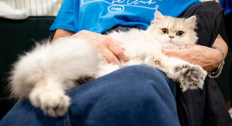 Los empleadores piden que los cuidadores amen a los animales y estén dispuestos a darles mucho amor