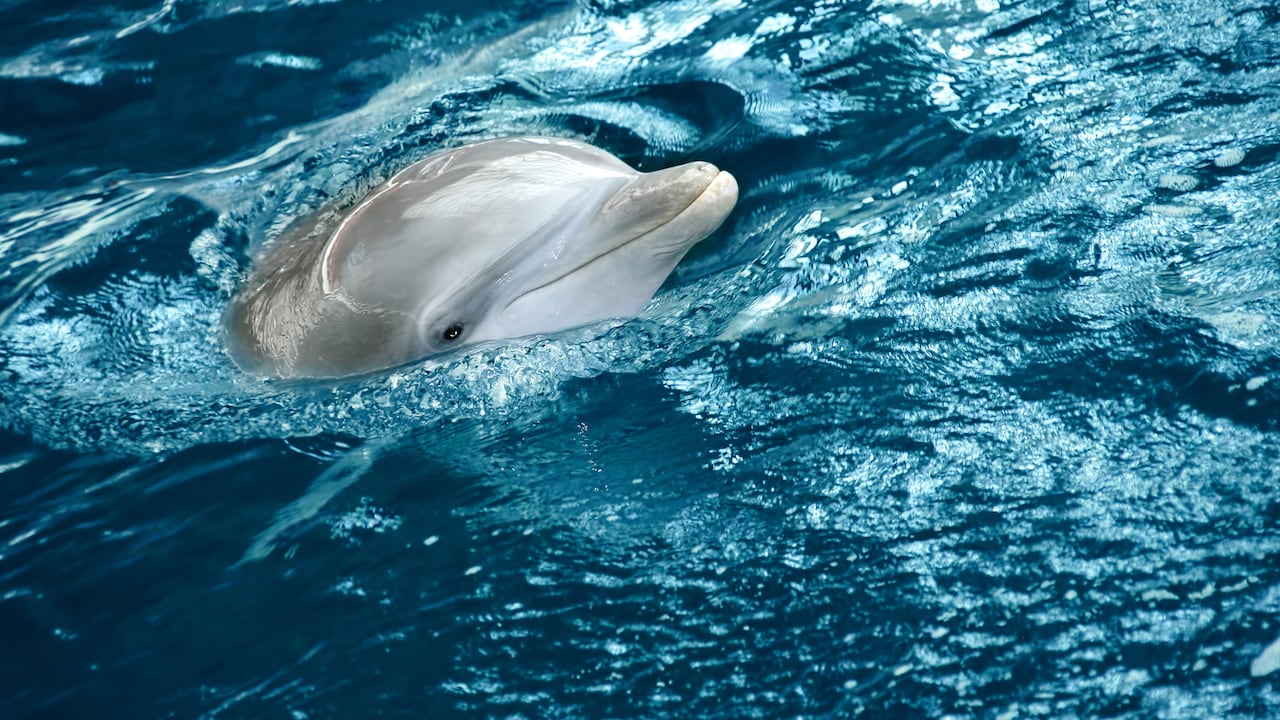 Foto de referencia sobre delfines