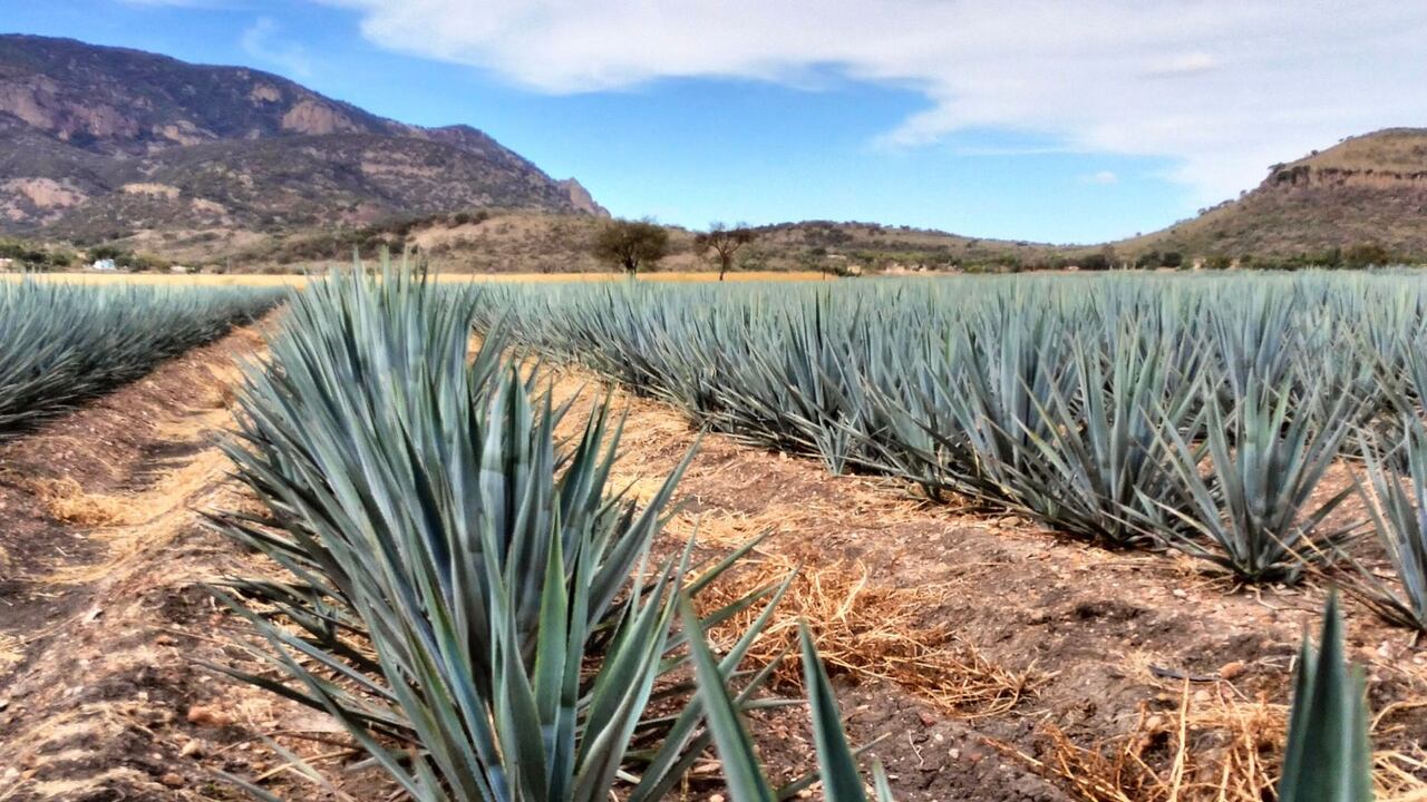 Pénjamo, tequila y tradición