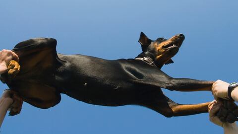 Perro terapia