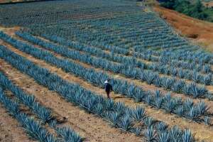 Hombre caminando por los campos de agave en la ciudad de Tequila, cerca de Guadalajara, estado de Jalisco, México.