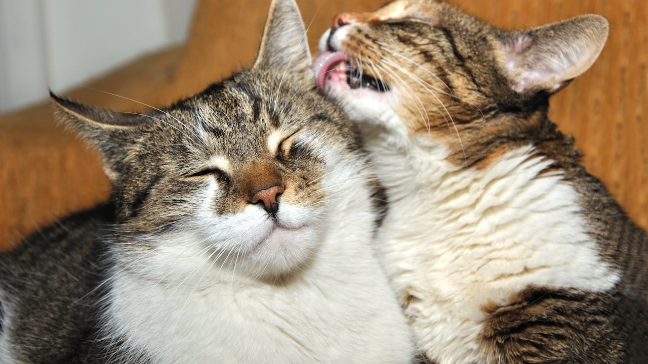 gato