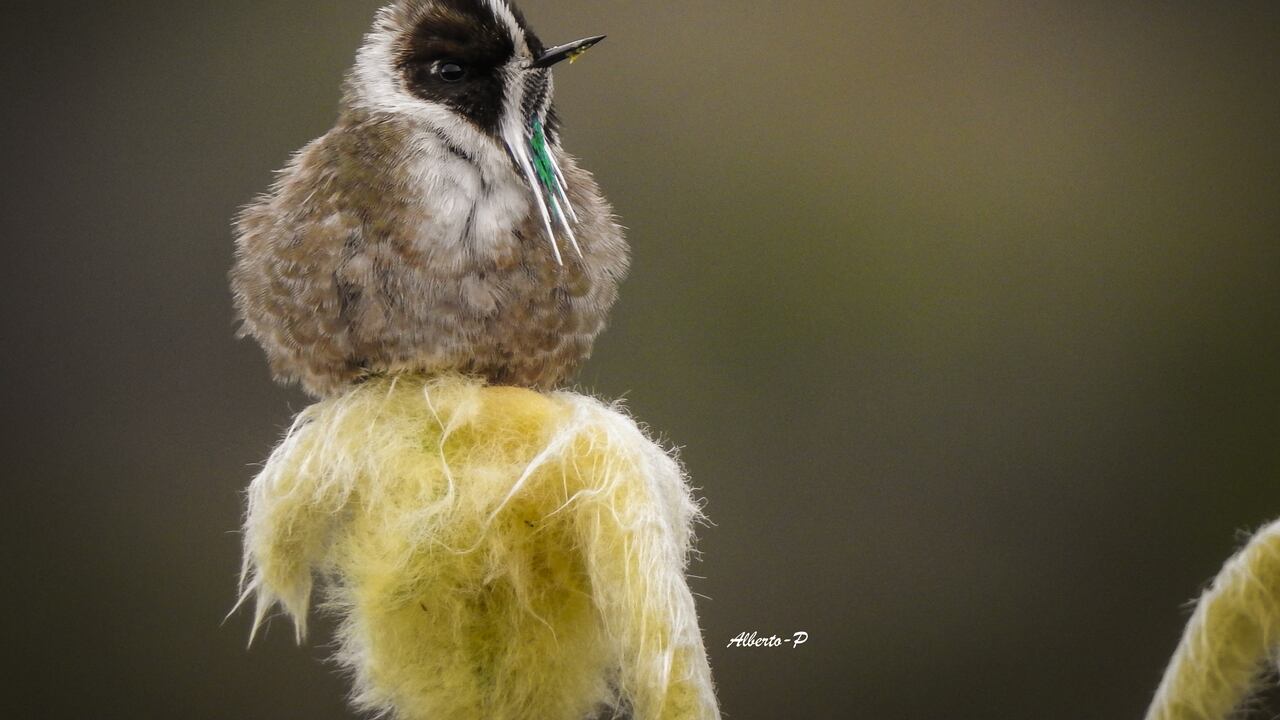 El colibrí chivito2 o barbudito paramuno, quinchita de páramo o barbudito cascocrestado (Oxypogon guerinii)