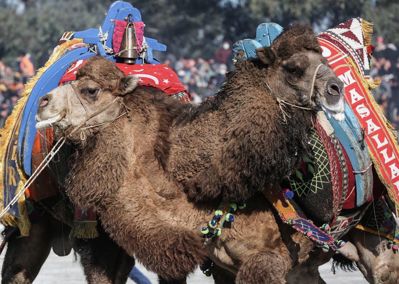 lucha de camellos