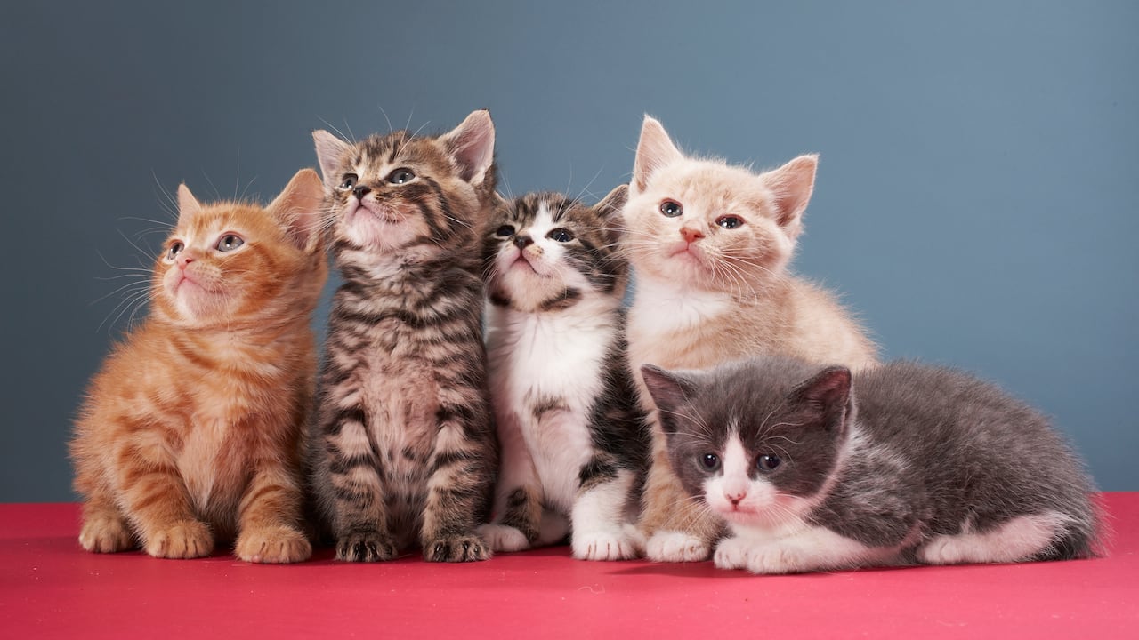 gatos